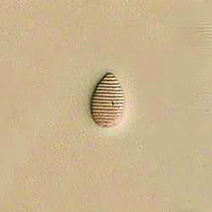 BULINO PEAR SHADER - P216